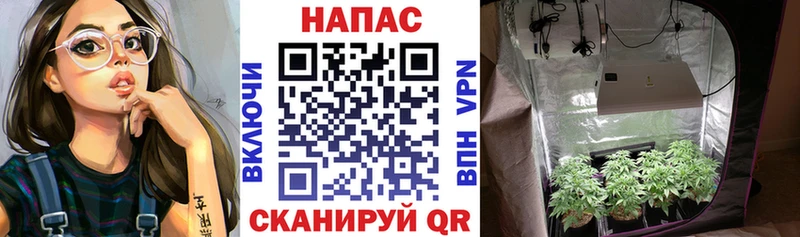 Марихуана конопля  Уржум 